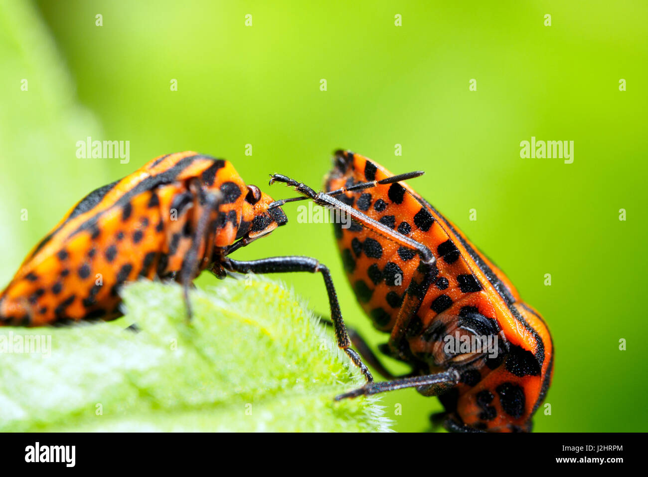 Italian striped-bug / Minstrel bug / Harlequin bug (Graphosoma lineatum / Graphosoma italicum) Stock Photo