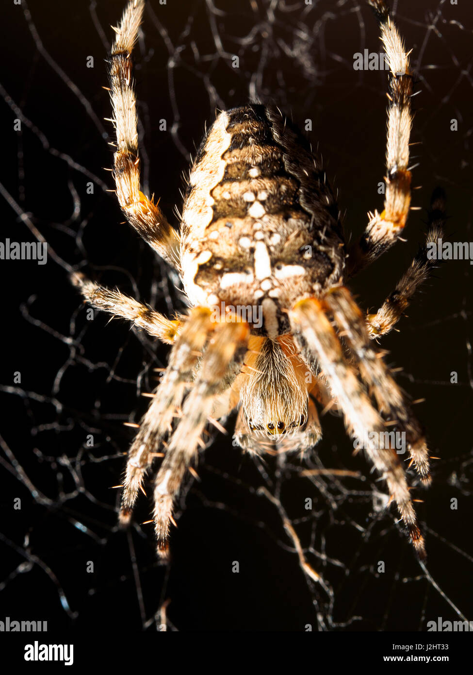 Garden Spider Araneus diadematus Stock Photo
