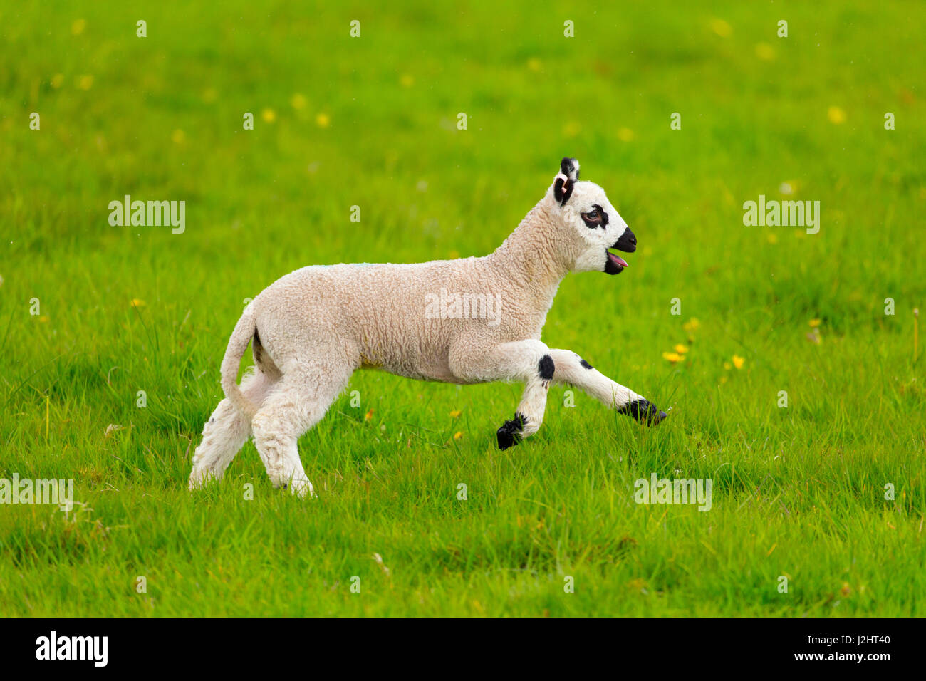 Kerry Hill Sheep flock spring lambs Stock Photo