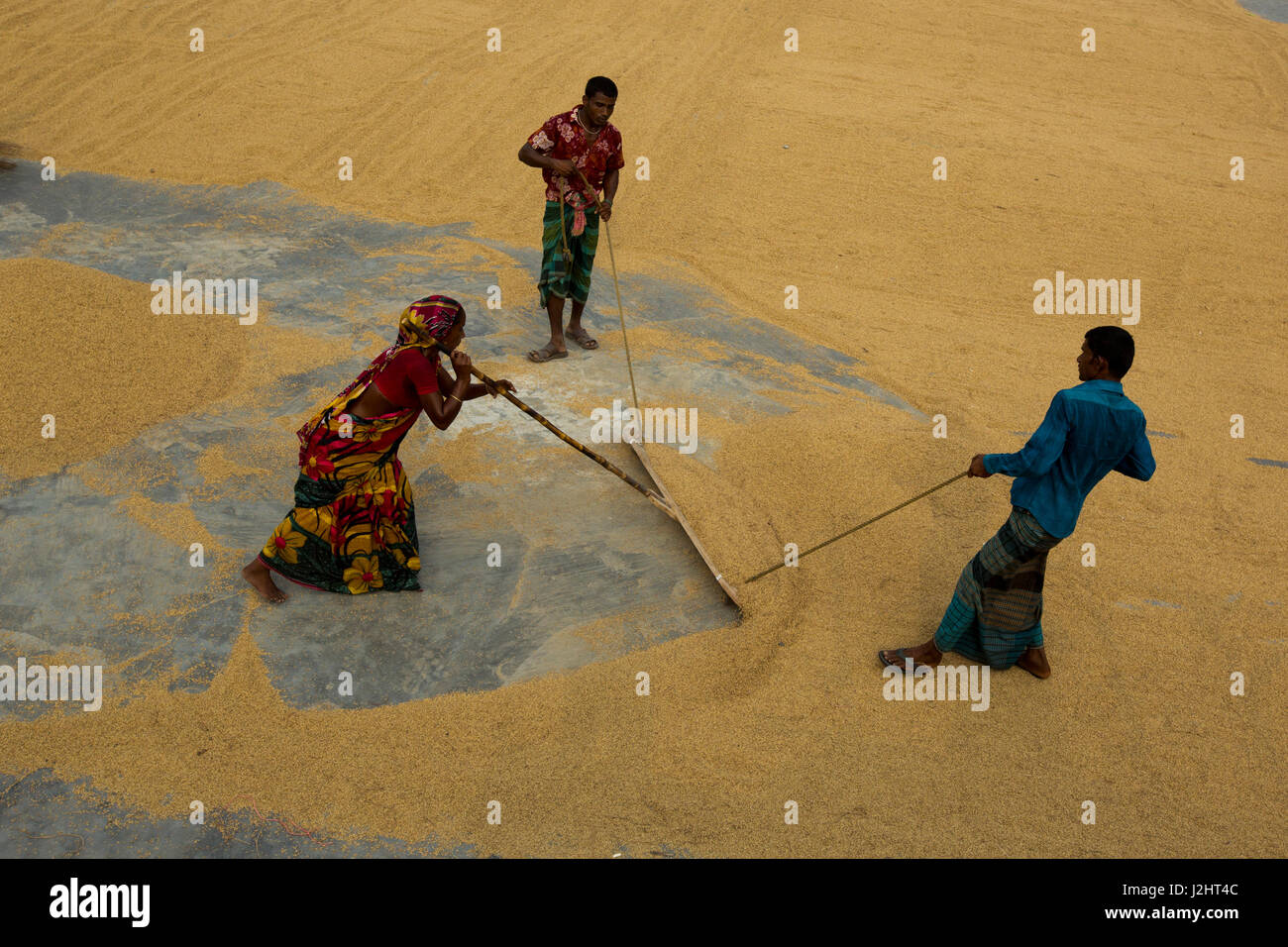 Farmers Raking Daily life in chatal hi-res stock photography and images - Alamy