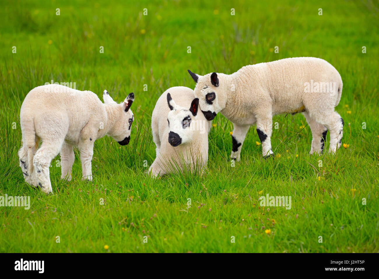Kerry Hill Sheep flock spring lambs Stock Photo Alamy Kerry Hill Sheep flock spring lambs Stock Photo Alamy