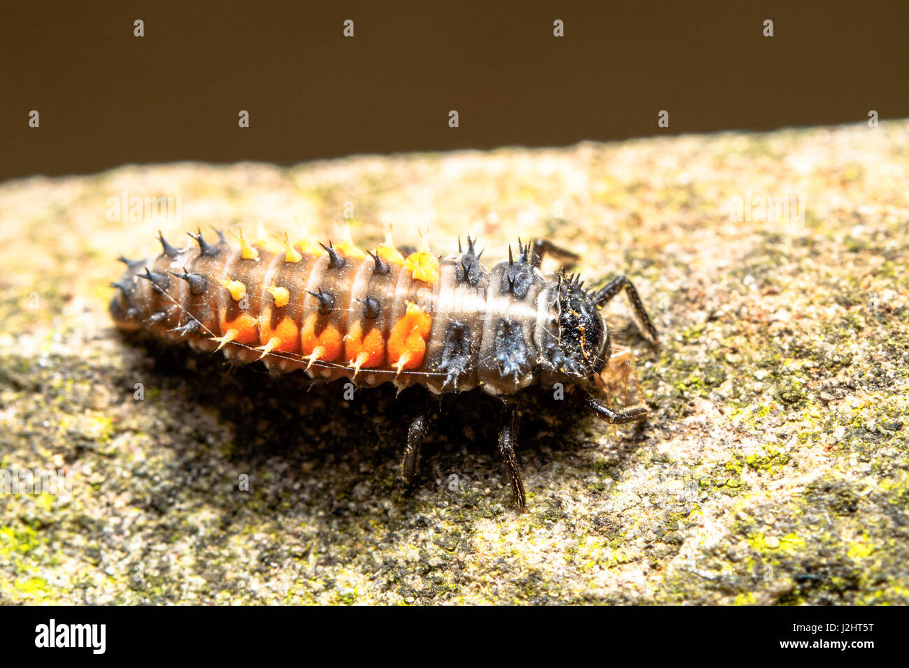 Harlequin Ladybird larva (Harmonia axyridis) - London, England Stock Photo