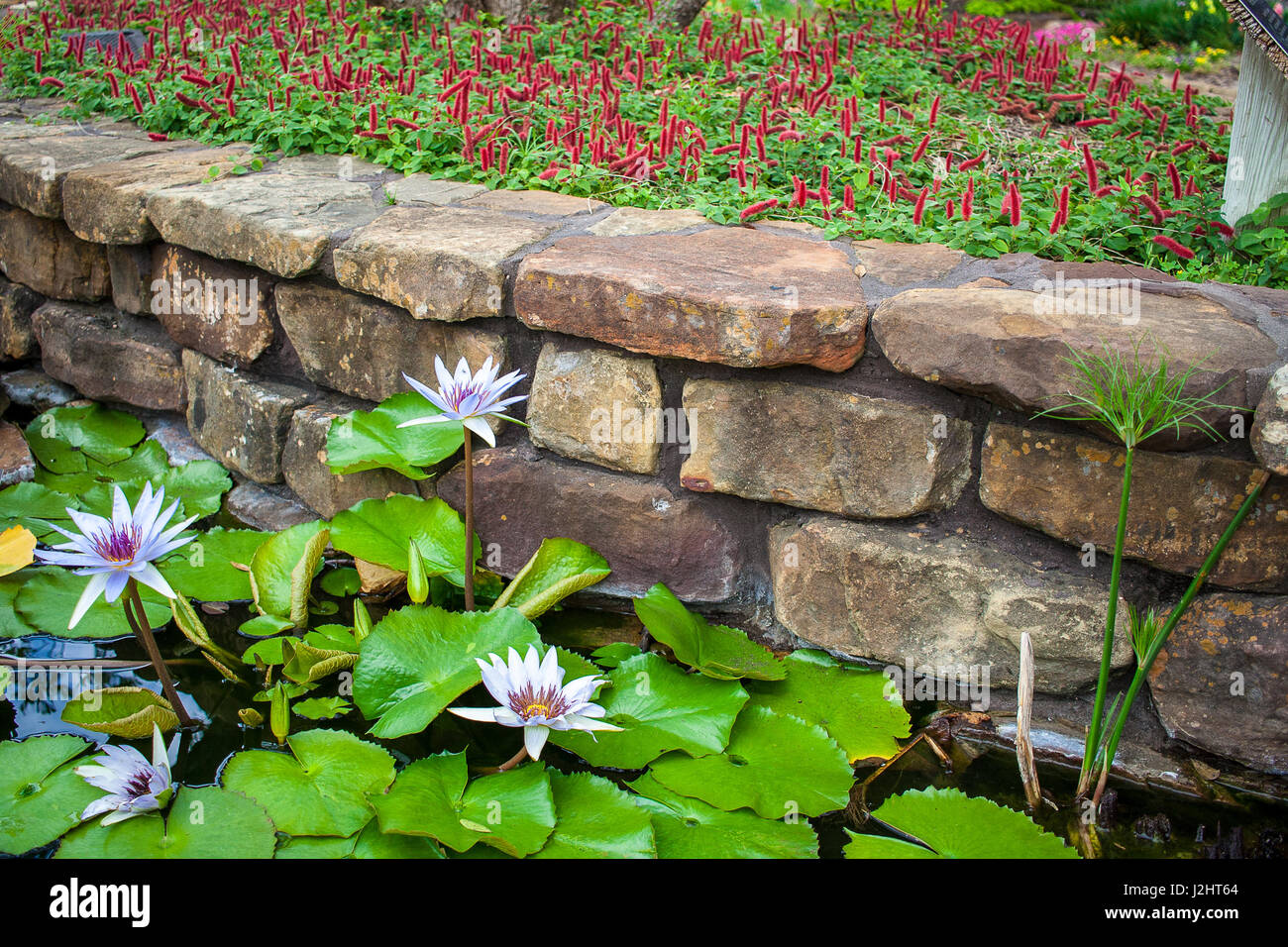 Water lillies and Texas mountain laurel growing in a botanical garden Stock Photo