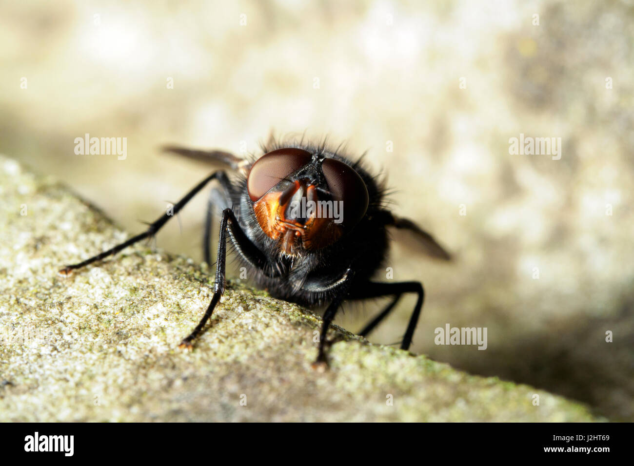 House fly (Musca domestica) - Italy Stock Photo