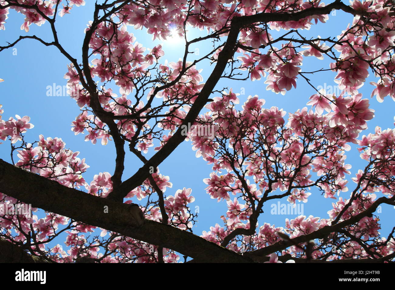 Magnolia tree against blue sky Stock Photo - Alamy