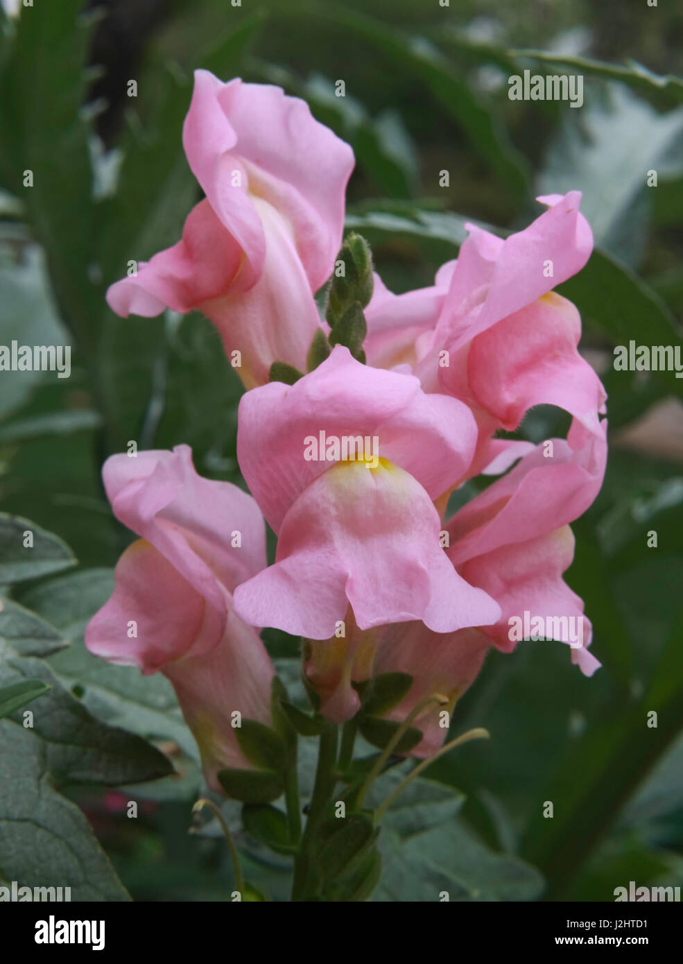 Droopy flower hires stock photography and images Alamy