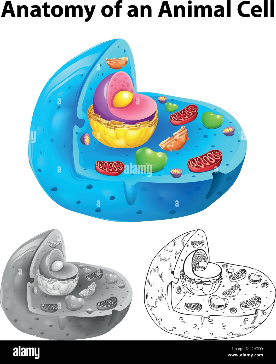 Animal cell drawing hi-res stock photography and images - Alamy