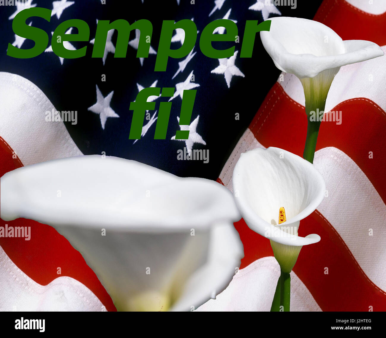 Semper Fi! with callalily flowers Stock Photo