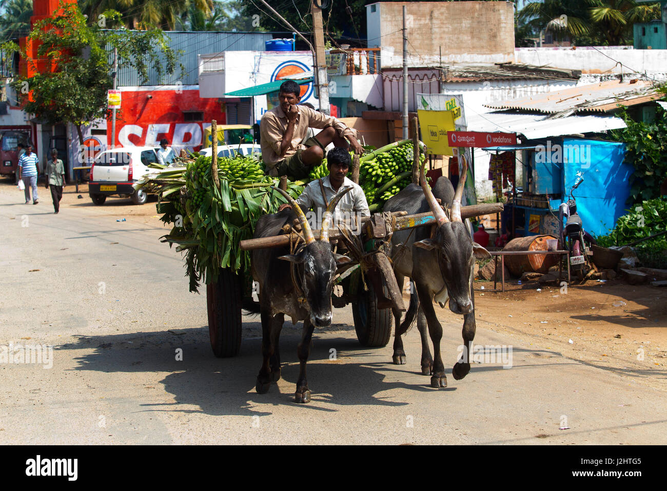 Indian man carrying bananas in his old cart in Karnataka, India Stock Photo