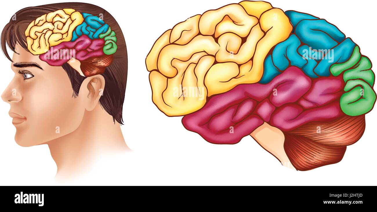 Diagram showing different parts of human brain illustration Stock Vector