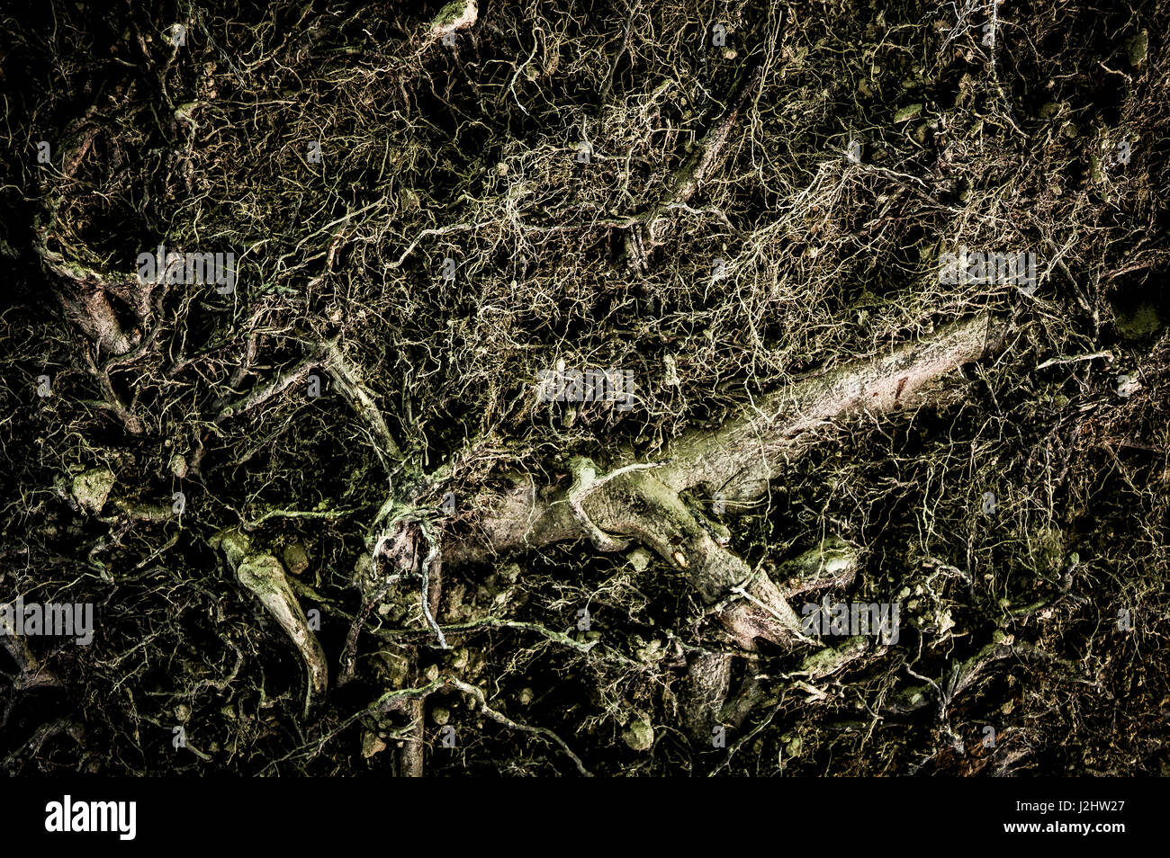 Roots of the tree in Canada Stock Photo - Alamy