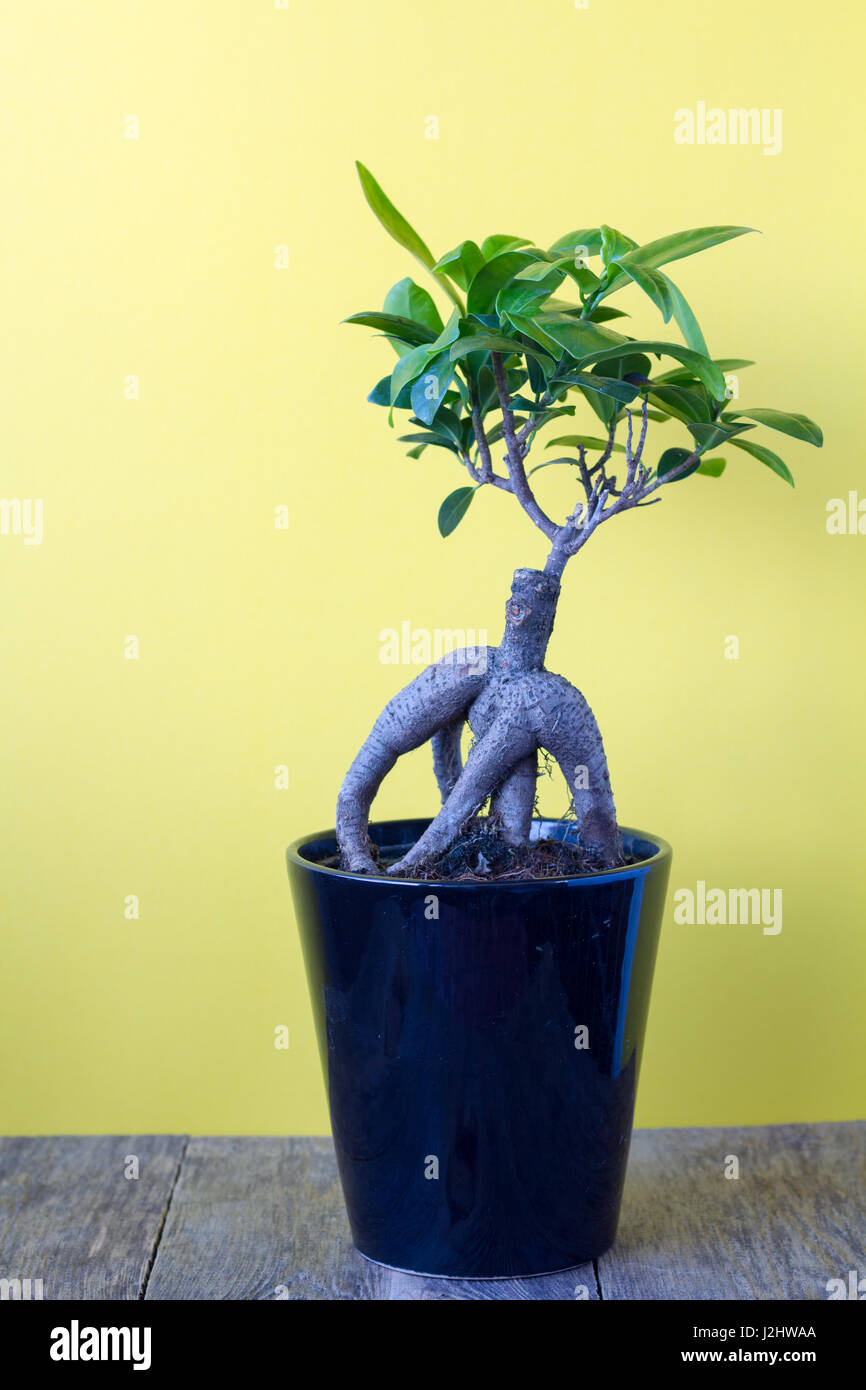 Ficus ginseng in a pot on a yellow background Stock Photo