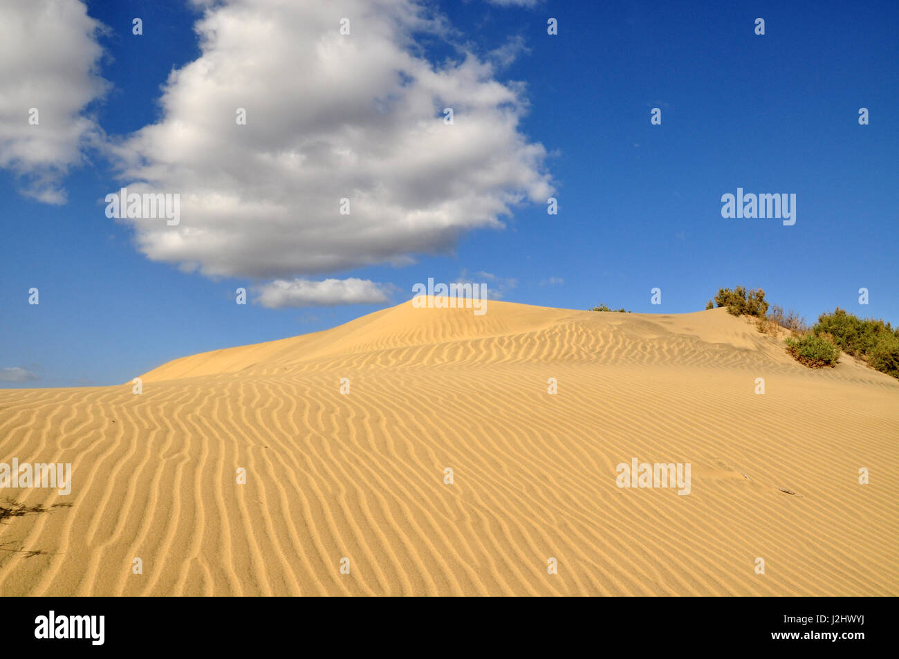 Dunes of Maspalomas on the blue sky background on Gran Canaria Canary island in Spain Stock Photo