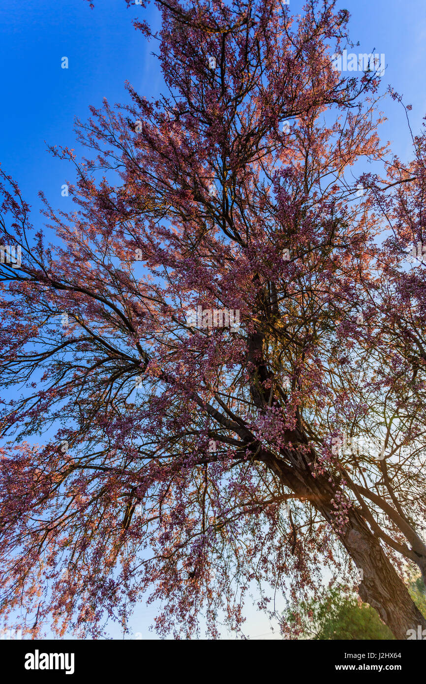 First rays of sunshine filter through the canopy of an Ironwood tree in Bloom. Stock Photo