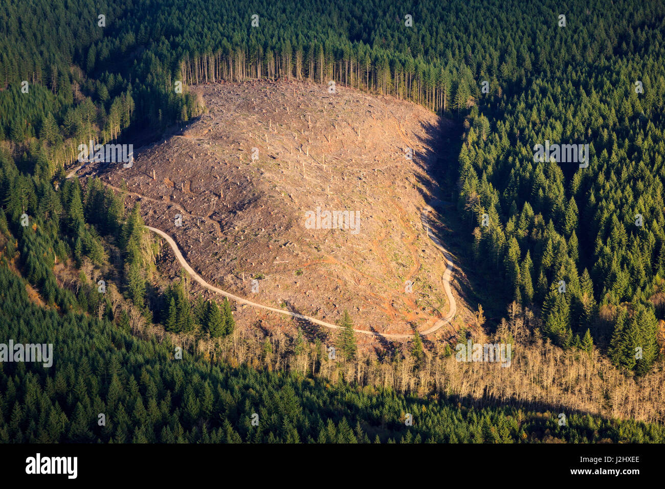 USA, Oregon, aerial landscape of a clear-cut. Stock Photo