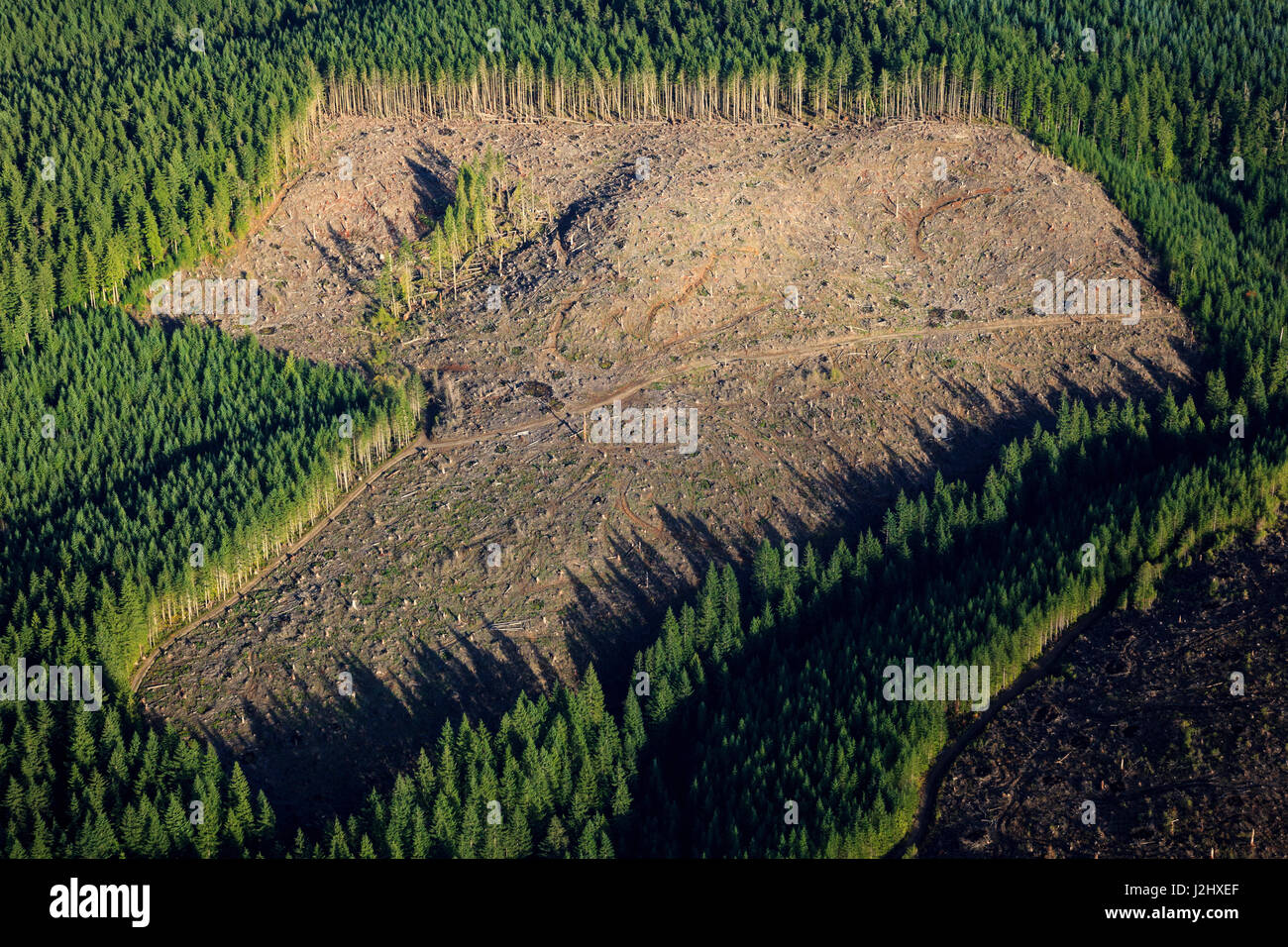 USA, Oregon, aerial landscape of a clear-cut. Stock Photo