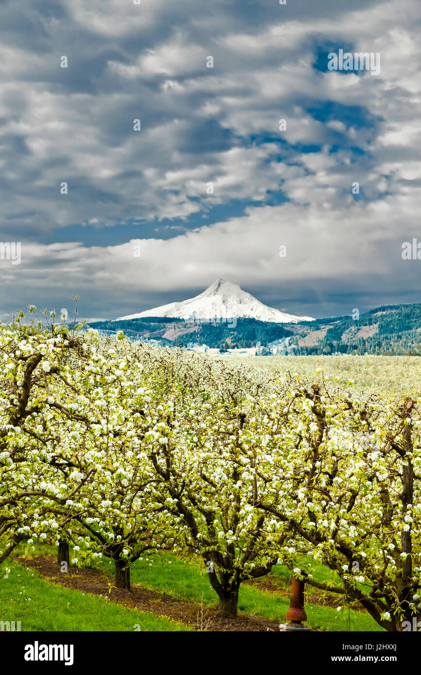 USA, Oregon, Hood River. Mt. Hood looms over apple orchard Stock Photo