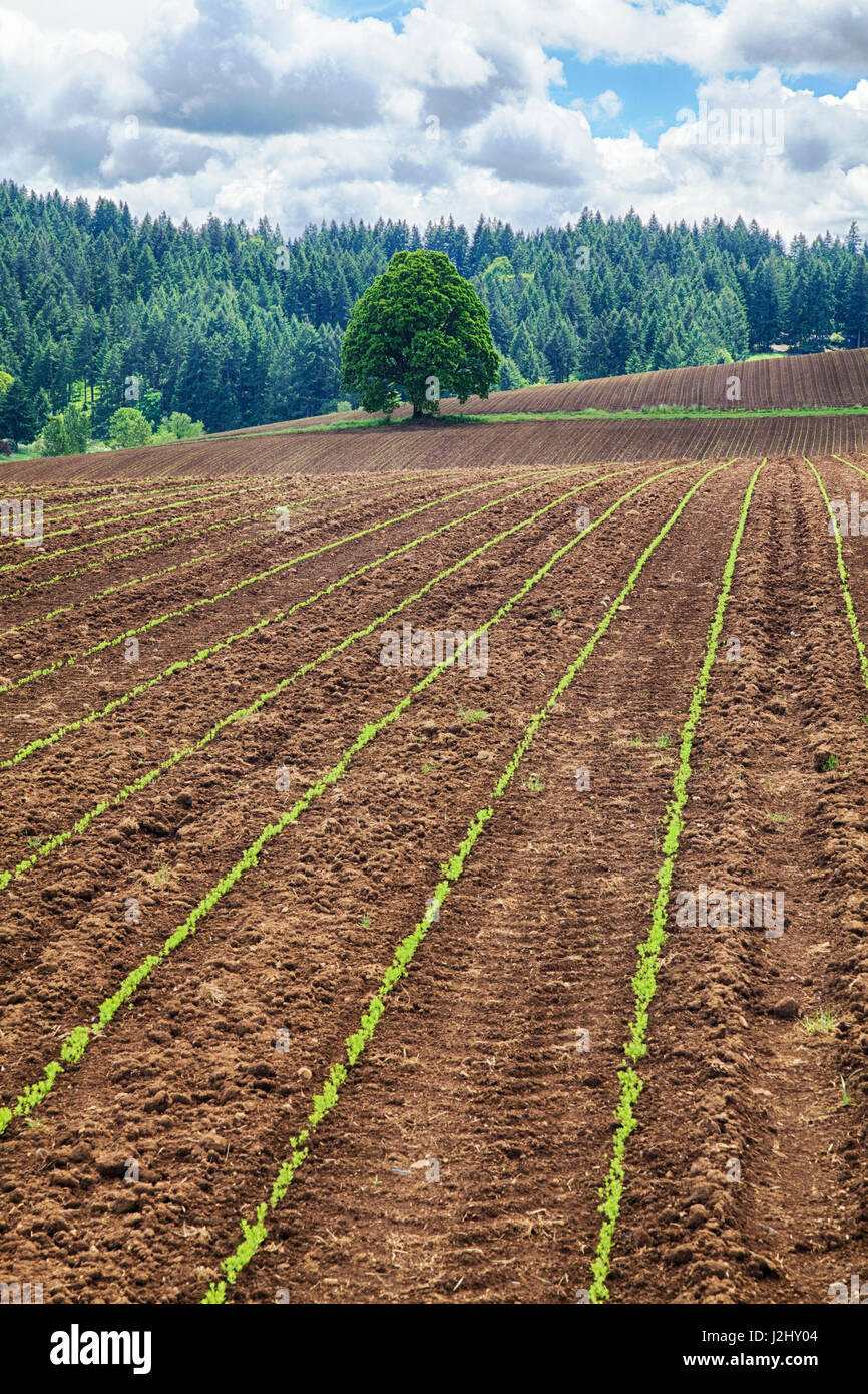 USA, Oregon, Farming in the Willamette Valley of Oregon Stock Photo