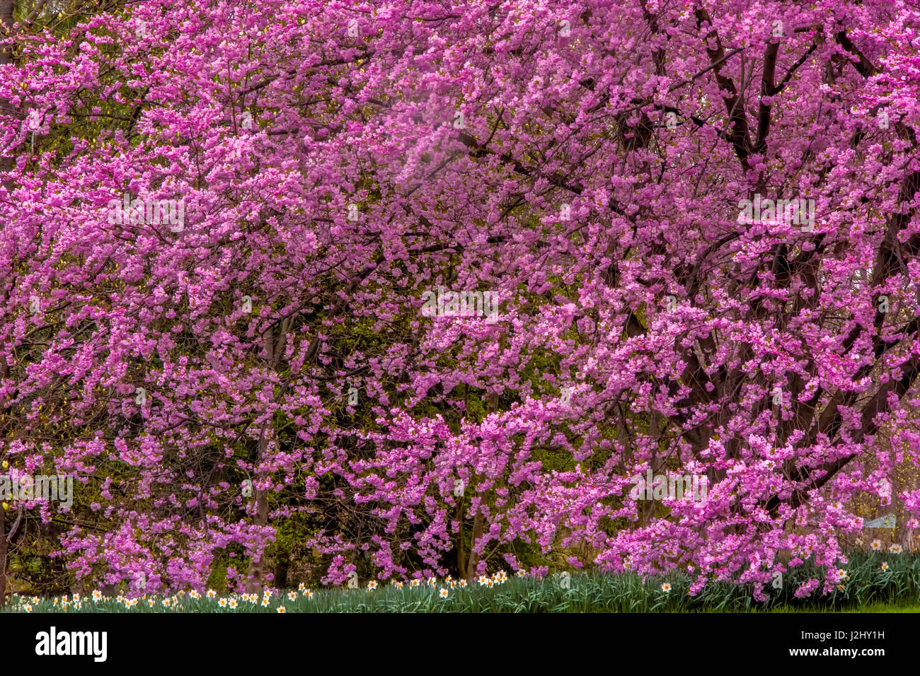 USA, Pennsylvania, Wayne, Chanticleer Garden. Cherry blossom tree in