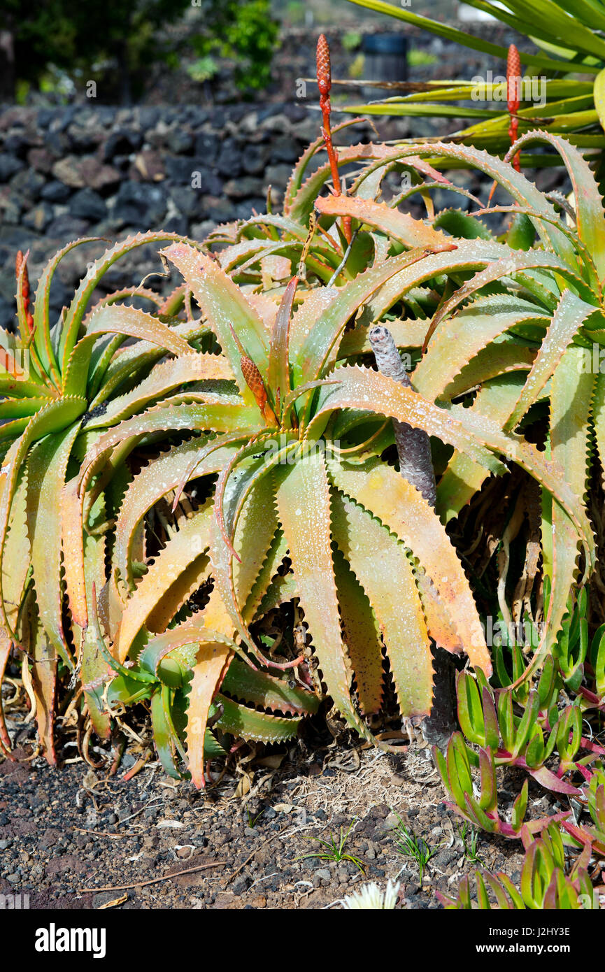 Aloe Vera plant close up Tenerife Canary Islands Spain Stock Photo