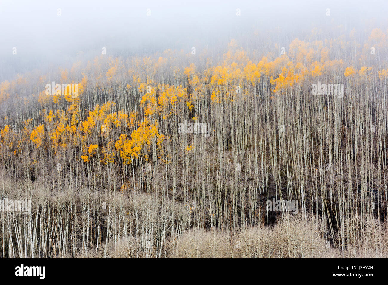 Utah, Dixie National Forest, aspen forest along highway 12 Stock Photo