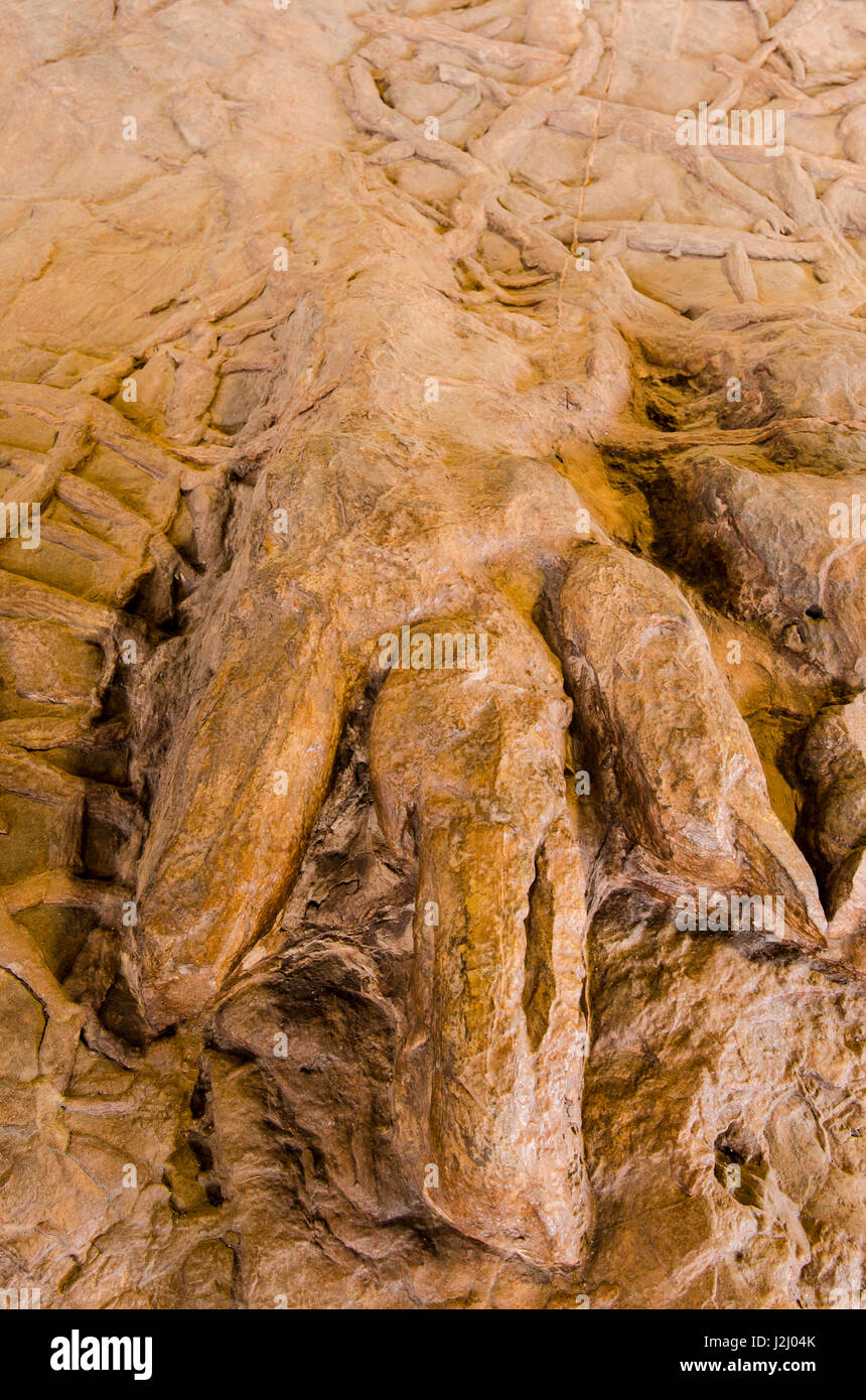 Dinosaur tracks at Dinosaur Discovery, Johnson Farm, St. Utah