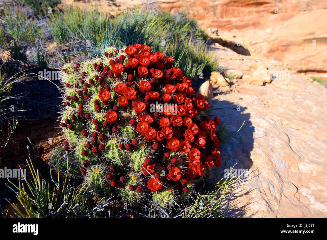 Claretcup cactus (Echinocereus triglochidiatus) in bloom. (Large format sizes available) Stock Photo