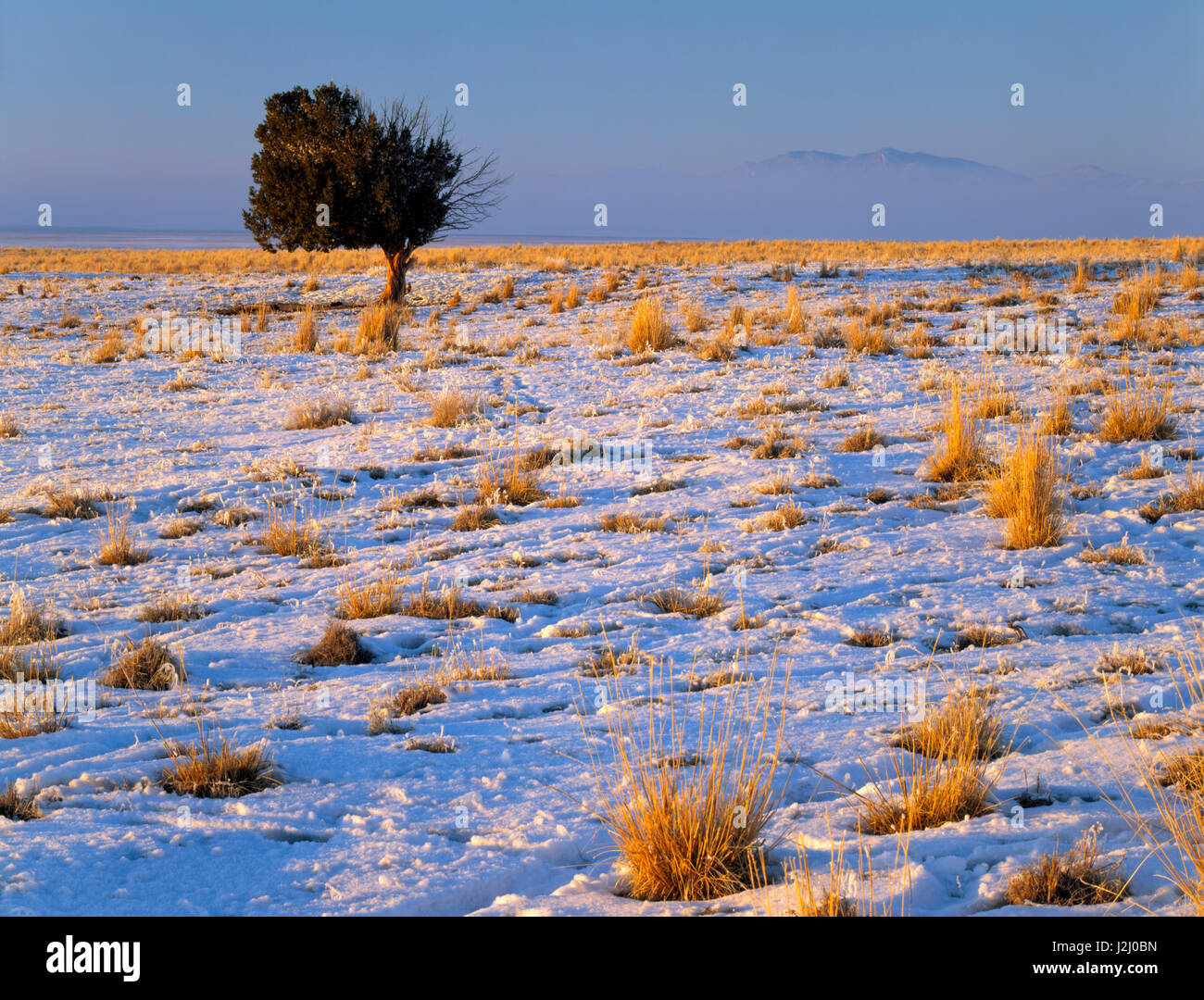 Utah. USA. Grasses and lone Utah juniper (Juniperus osteosperma) in winter in snowy Skull Valley. Great Basin. (Large format sizes available) Stock Photo