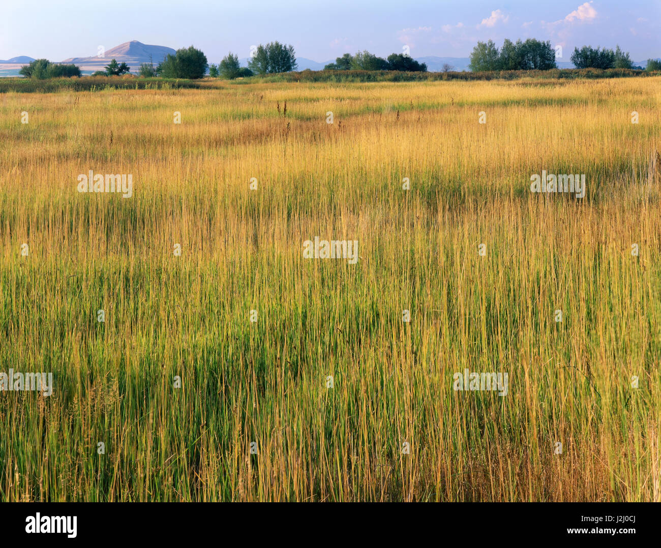 Utah. USA. Grasses in wet pasture in Little Bear River floodplain