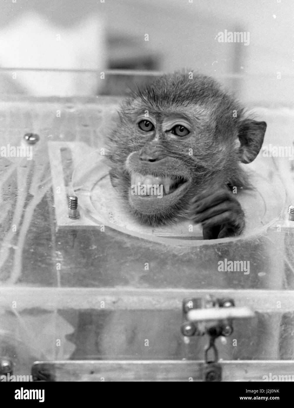 Monkey undergoing experimentation, Hazelton Labs, 1968 Stock Photo