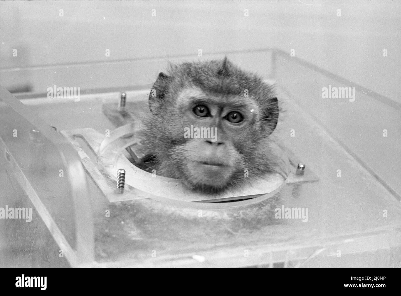 A test monkey in the Hazelton Labs in 1968 Stock Photo