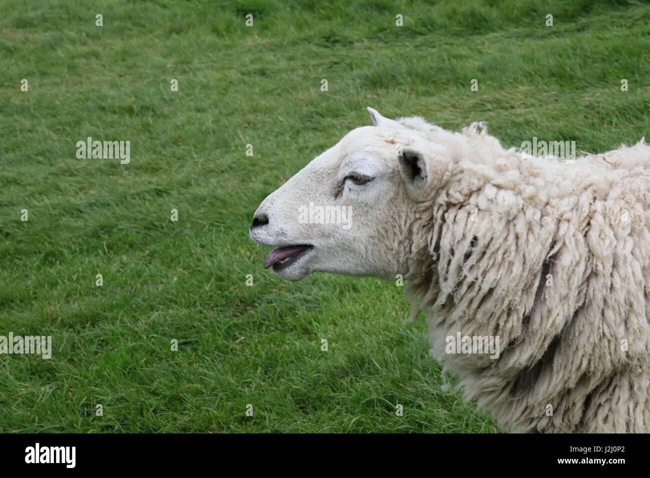 Sheep Bleating High Resolution Stock Photography And Images Alamy