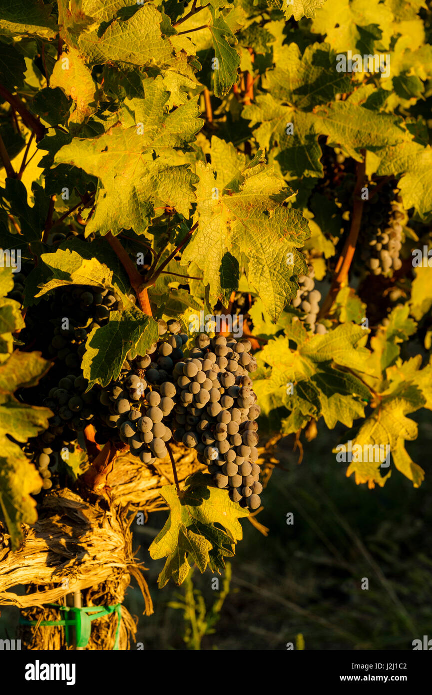 Usa, Washington State, Royal Slope. Sauvignon grapes from the