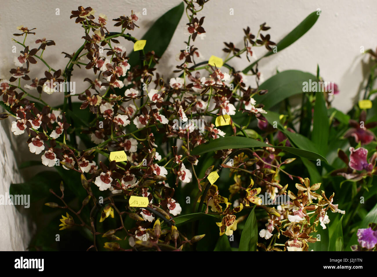 Orchid flower, oncidium Stock Photo