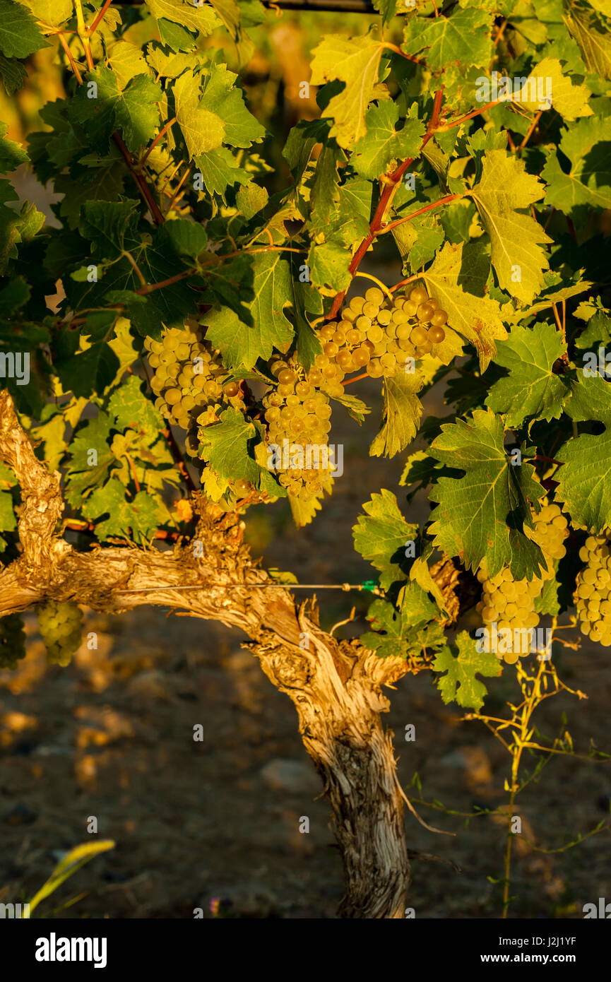 Red willow vineyard hires stock photography and images Alamy