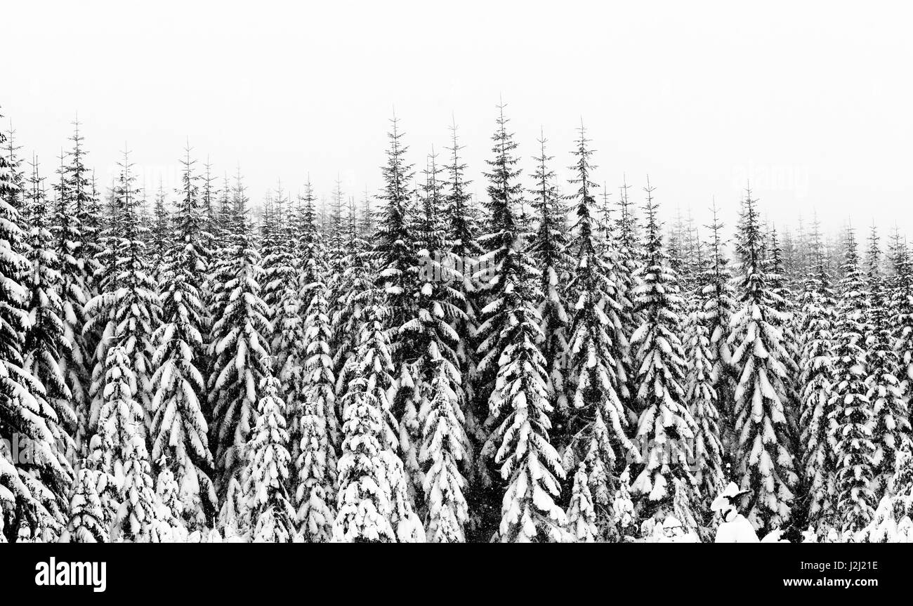 USA, Washington State, Crystal Mountain area. Winter snow Stock Photo