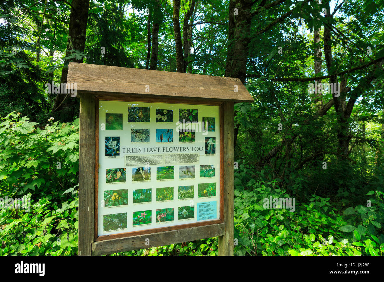El Shangrila Trail Cougar Mountain - El Shangrila Trail Cougar Mountain Regional Wildland Park Near Issaquah J2J28F 