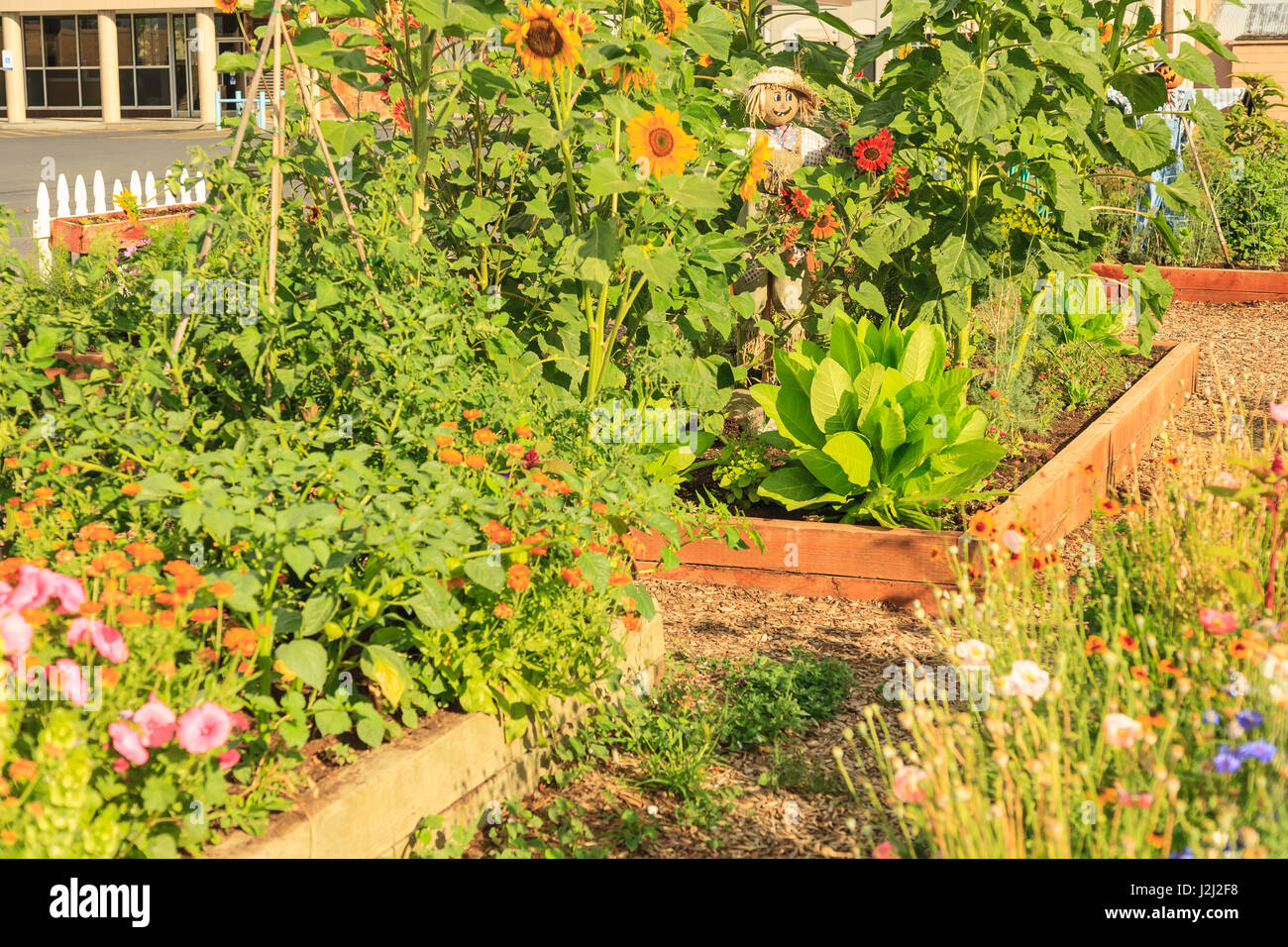 Community Garden Project, Downtown Moses Lake, WA State, USA Stock