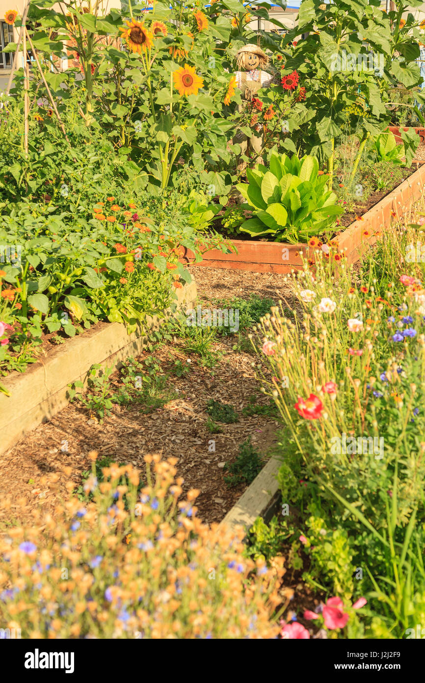 Community Garden Project, Downtown Moses Lake, WA State, USA Stock