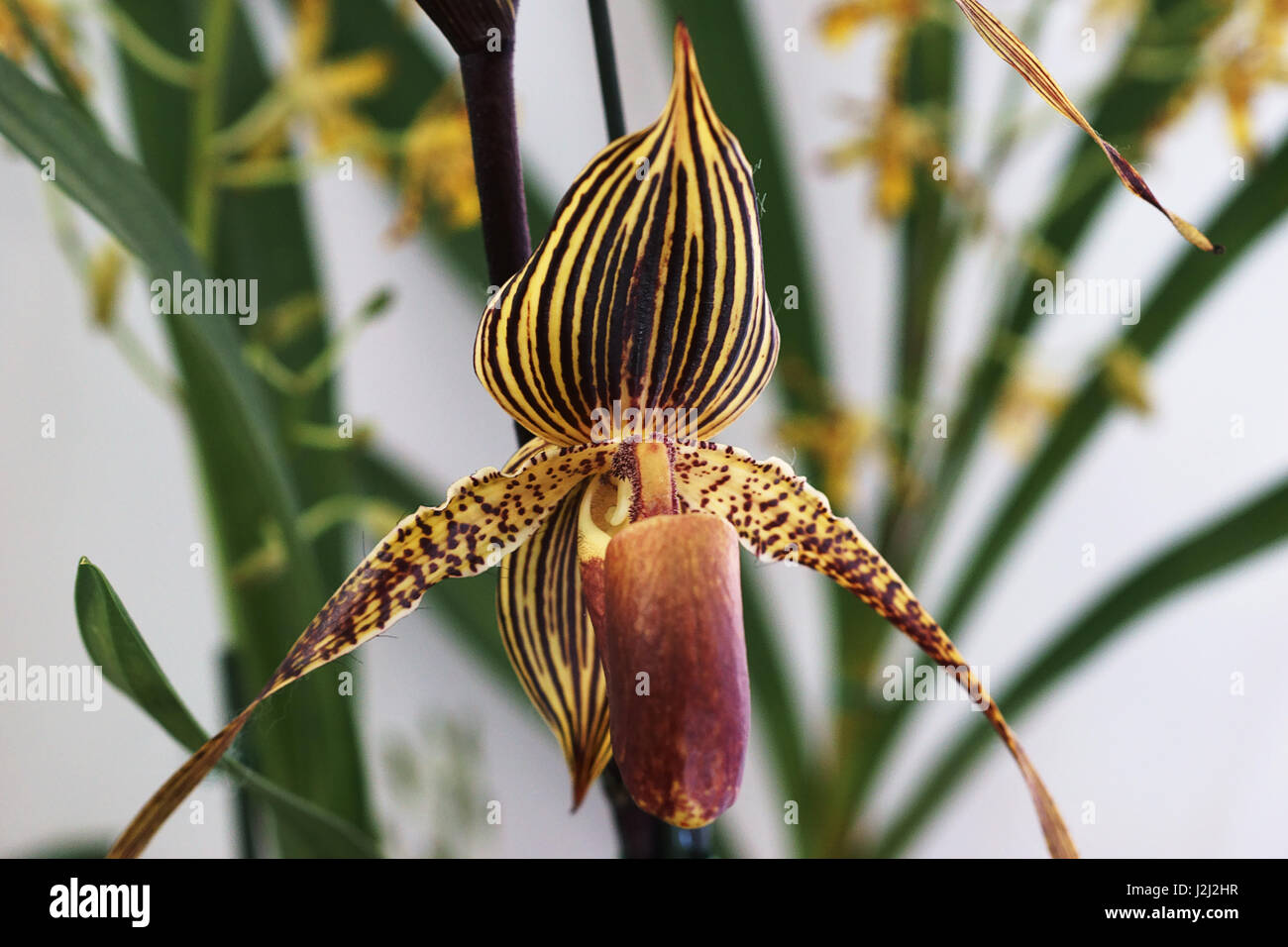 Orchid flower, paphiopedilum rothschildianum Stock Photo