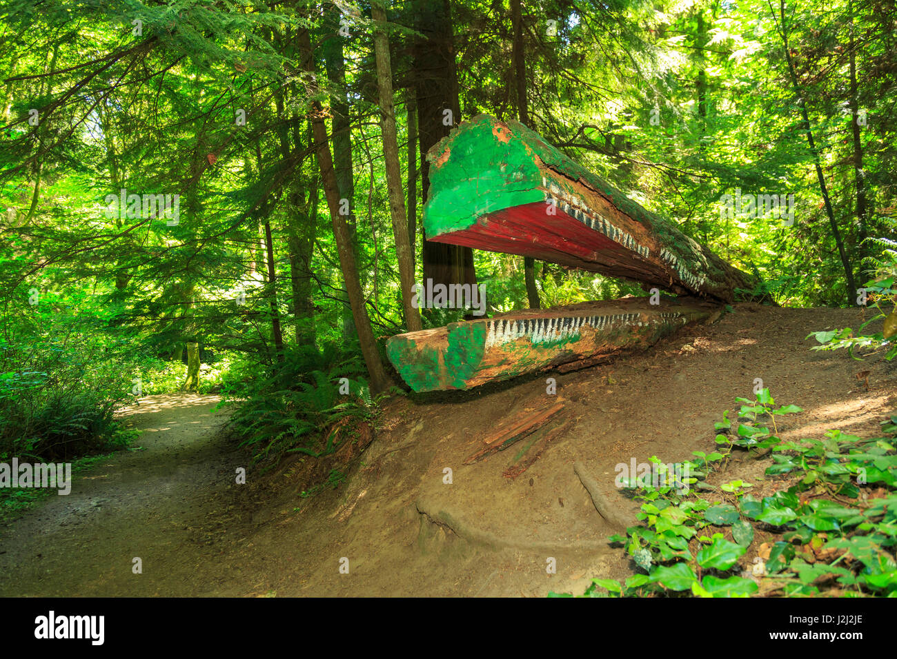 Schmitz Preserve Park, 53 acre old growth forest in West Seattle, WA, USA Stock Photo