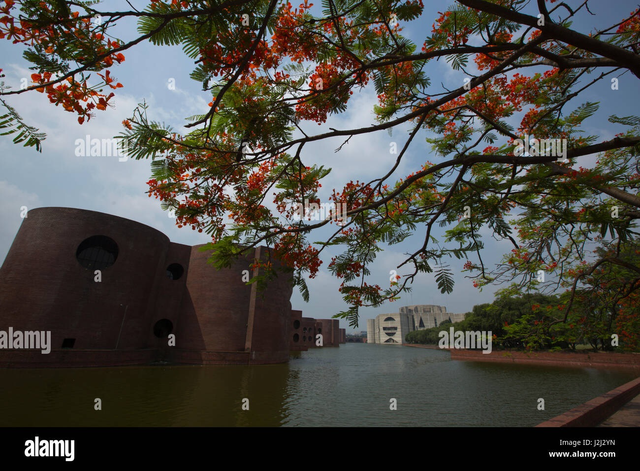 Royal Poinciana Delonix regia locally known as Krishnachura at the National Parliament Building complex. Dhaka, Bangladesh. Stock Photo