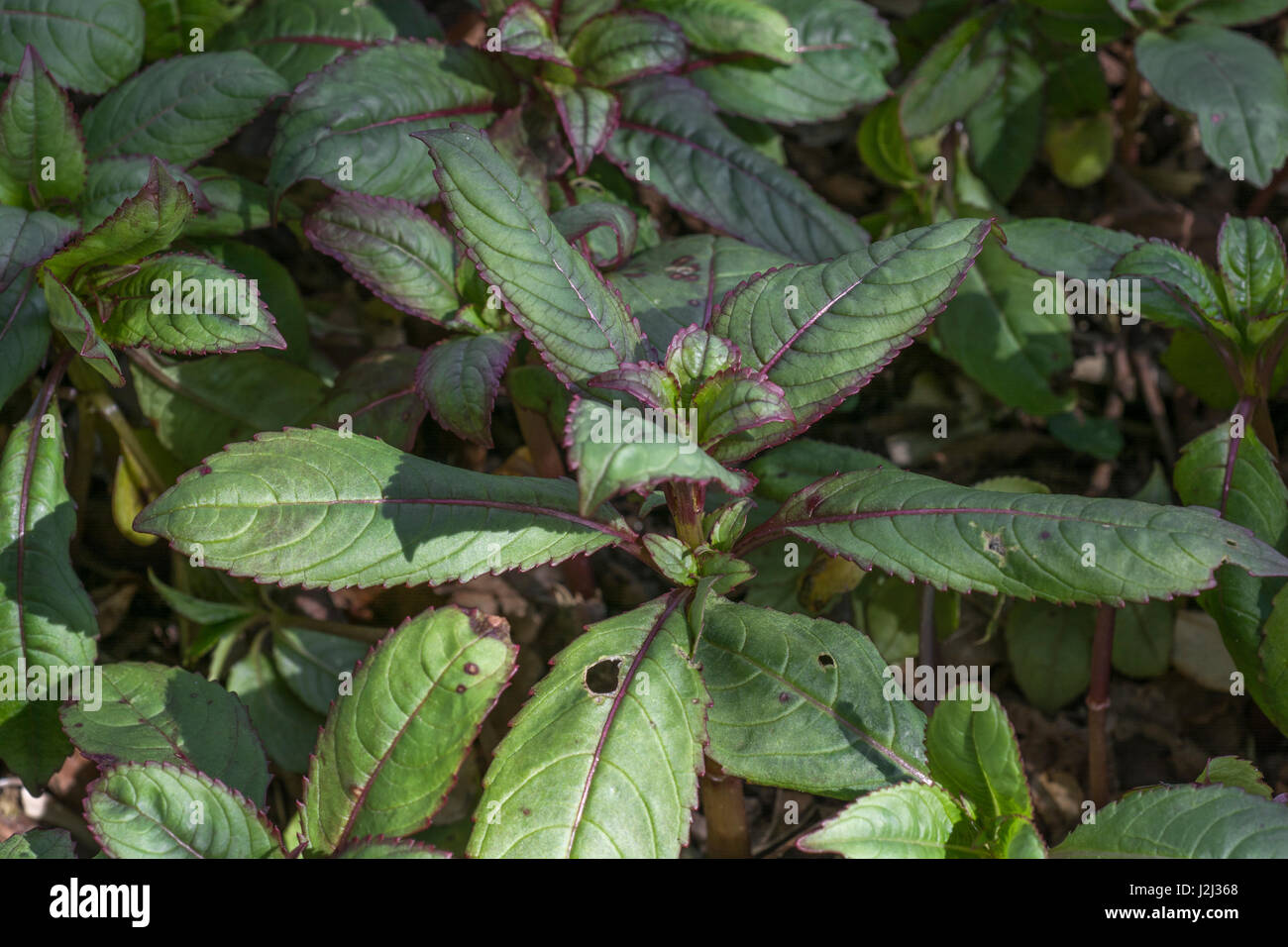Young pre-flowering foliage / leaves of Himalayan Balsam / Impatiens glandulifera - a troublesome invasive weed of rivers and wetlands, river banks. Stock Photo
