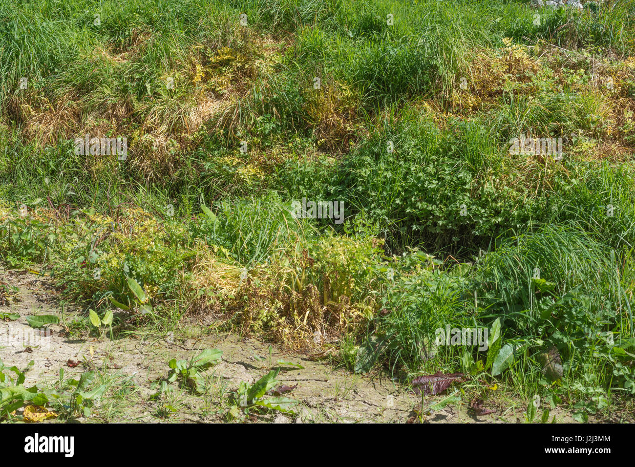 Noxious weed control by herbicide use yellowed leaves of poisoned Hemlock WaterDropwort