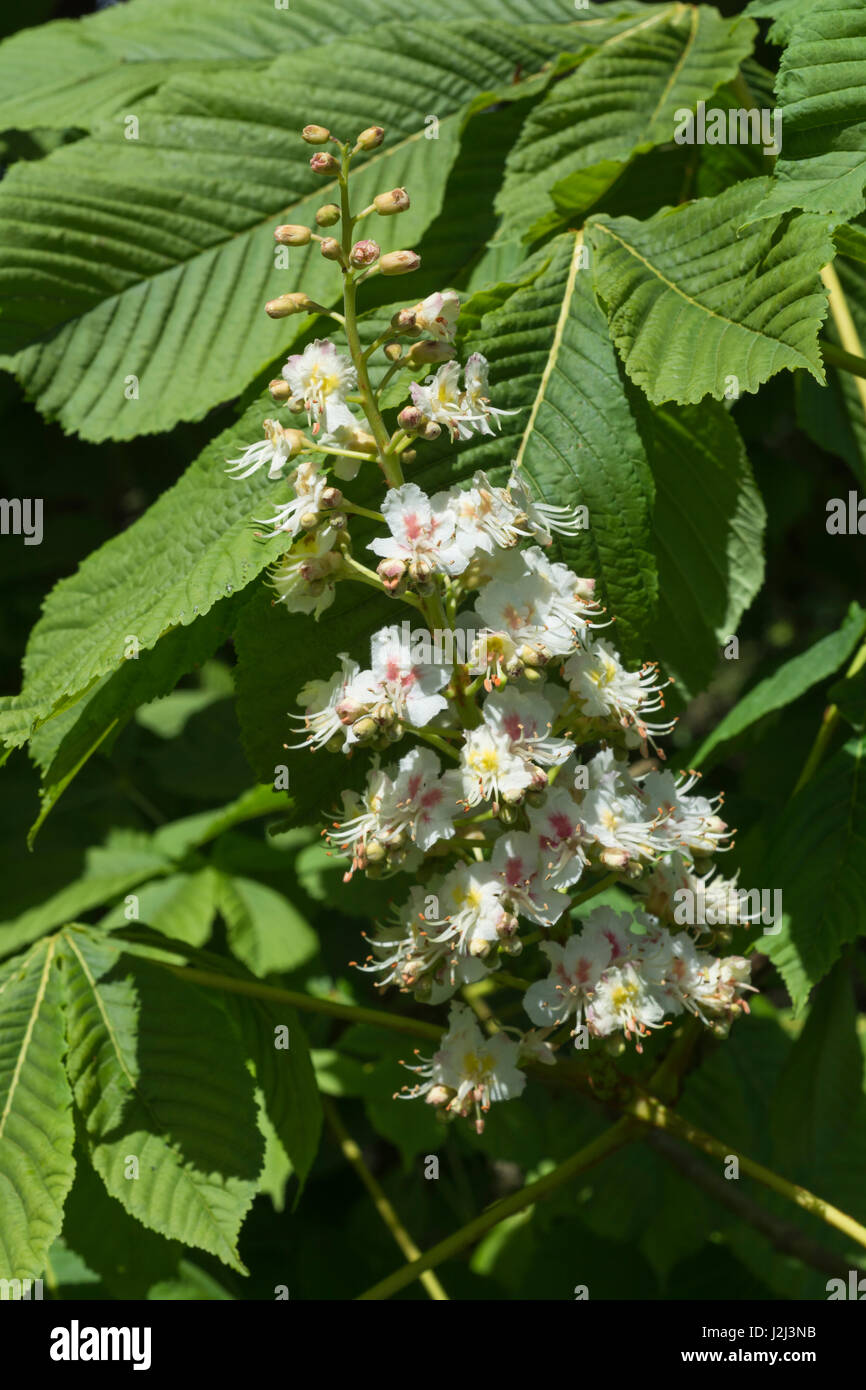 Flowers of the Horse Chestnut / Aesculus hippocastanum tree - which provides 'conkers' for kids to play. Once used as a medicinal plant. Stock Photo