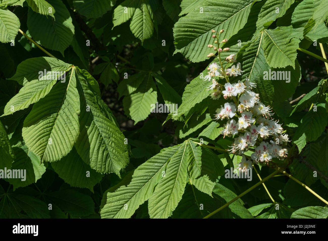 Flowers of the Horse Chestnut / Aesculus hippocastanum tree - which provides 'conkers' for kids to play with. Once used as a medicinal plant. Stock Photo