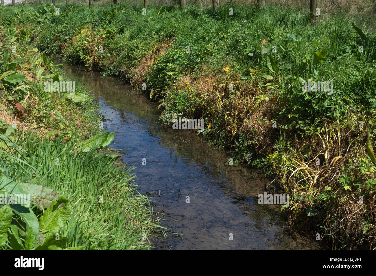 Noxious weed control by herbicide use - yellowed leaves of poisoned Hemlock Water-Dropwort / Oenanthe crocata beside drainage ditch, inland waterway Stock Photo