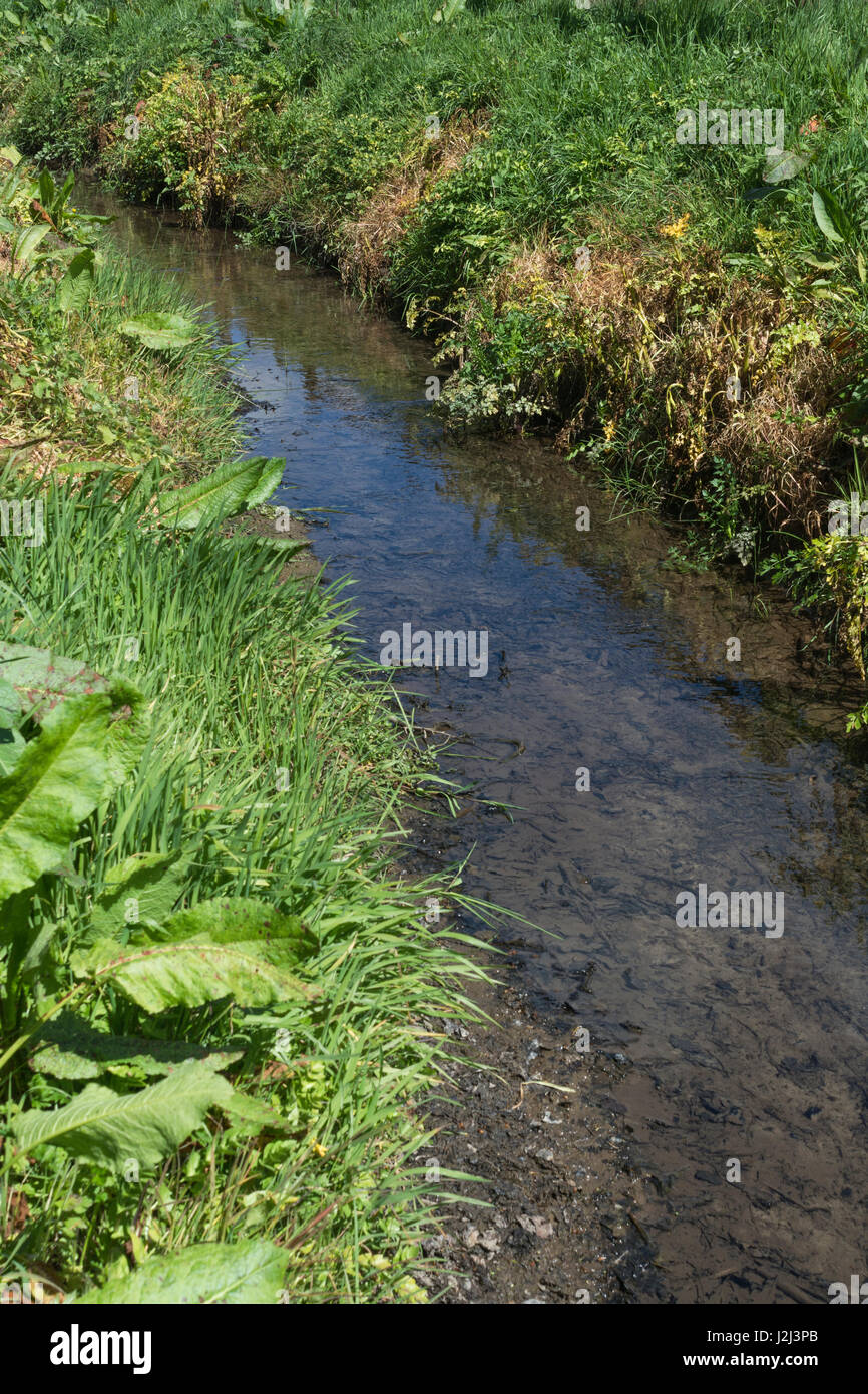 Noxious weed control - yellowed leaves of poisoned Hemlock Water-Dropwort (Oenanthe crocata) beside drainage ditch, inland waterway. Stock Photo