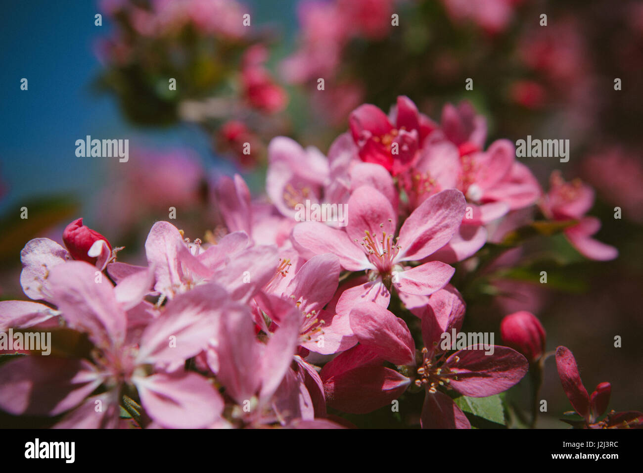 Flourish pink Chinese flowering crab apple flowers. Toned photo Stock Photo