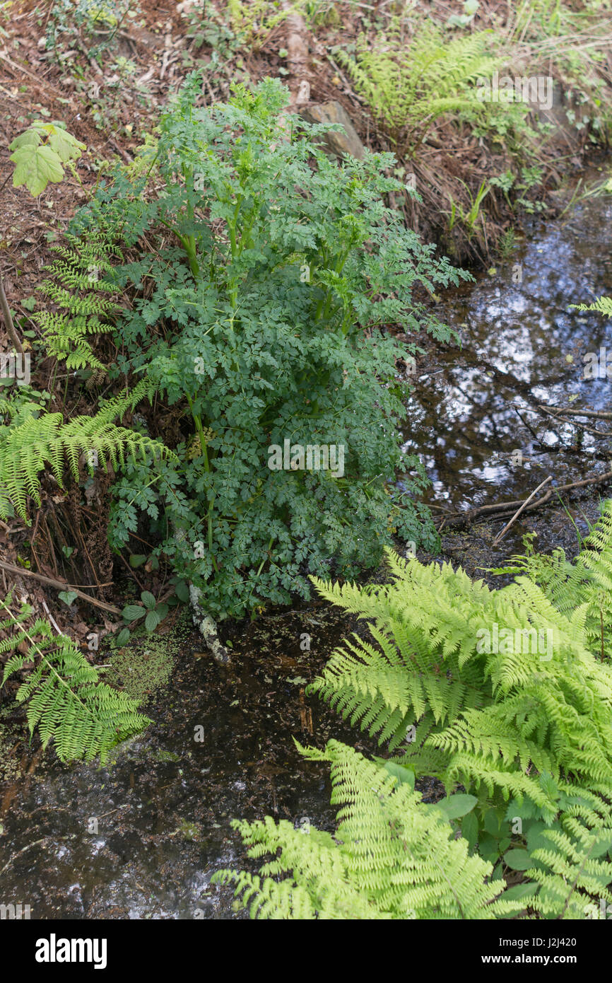 Hemlock water-dropwort / Oenanthe crocata - young pre-flowering foliage. This is a deadly, poisonous, plant, the leaves of which look like parsley. Stock Photo